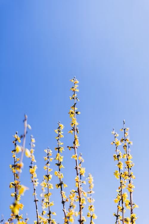 Gele bloemen tegen blauwe lucht